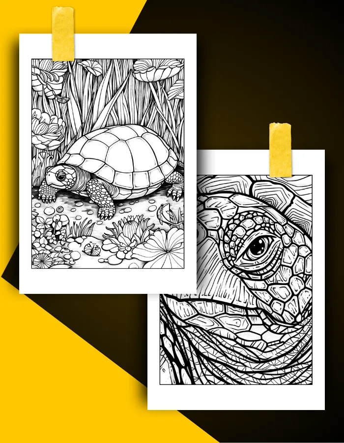 Turtle Coloring Book Pages Examples